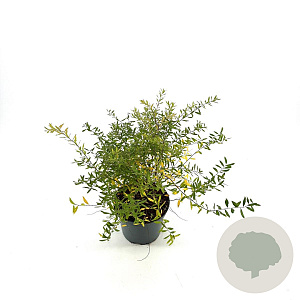 Spiraea arguta 30-40 cm 3,0L