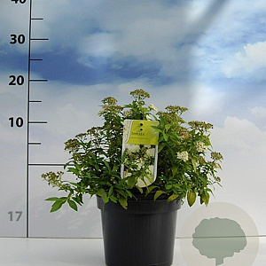 Spiraea jap. 'Albiflora' 20-30 cm 2,0L