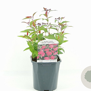 Spiraea jap. 'Anthony Waterer' 20-30 cm 2,0L