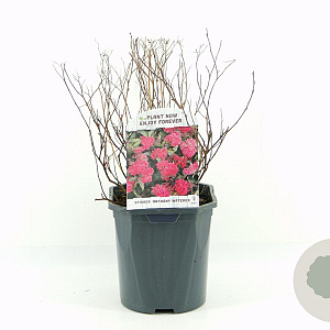 Spiraea jap. 'Anthony Waterer' 20-30 cm 2,0L