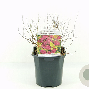 Spiraea jap. 'Golden Princess' 20-30 cm 2,0L