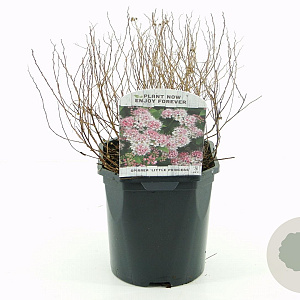 Spiraea jap. 'Little Princess' 20-30 cm 2,0L