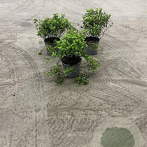 Spiraea jap. 'Little Princess' 20-30 cm 2,0L