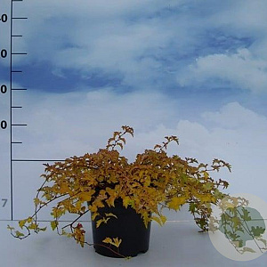 Stephanandra incisa 'Crispa' 20-30 cm 2,0L