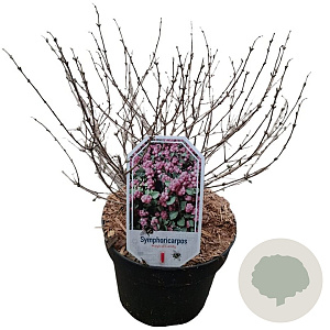 Symphoricarpos d. 'Magic Berry' 30-40 cm 3,0L