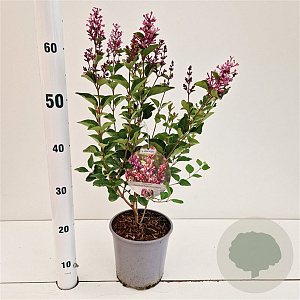 Syringa meyeri Flowerfesta Purple 30-40 cm 2,5L
