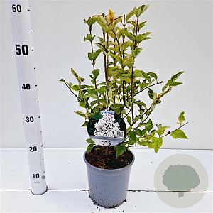 Syringa meyeri Flowerfesta White 25-30 cm 2,5L