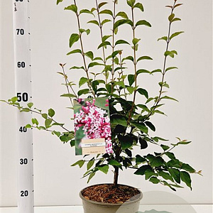 Syringa microphylla 'Superba' 60-80 cm 4,5L