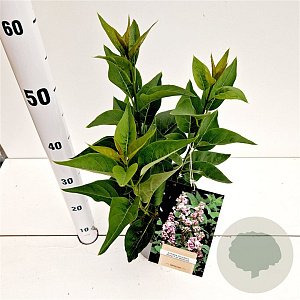 Syringa v. Beauty of Moscow 30-40 cm 2,5L