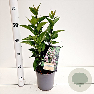 Syringa v. Beauty of Moscow 30-40 cm 2,5L