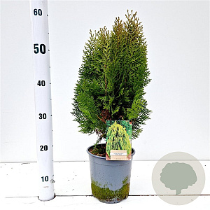 Thuja occ. 'Aurea Nana' 30-40 cm 2,5L