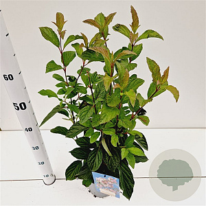 Viburnum bodn. 'Dawn' 40-50 cm 2,5L