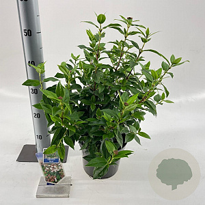 Viburnum tinus 30-35 cm 3,0L