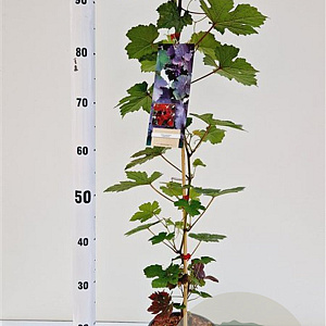 Vitis vinifera 'Purpurea' 70-80 cm 2,5L