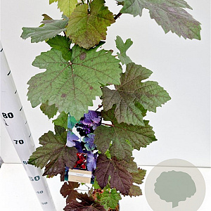 Vitis vinifera 'Purpurea' 70-80 cm 2,5L