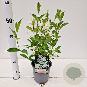 Weigela 'Candida' 30-40 cm 2,5L
