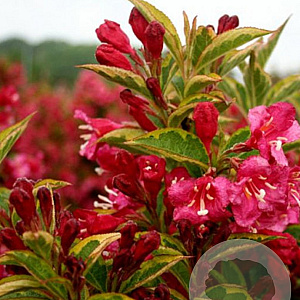 Weigela florida Moulin Rouge 30-40 cm 3,0L