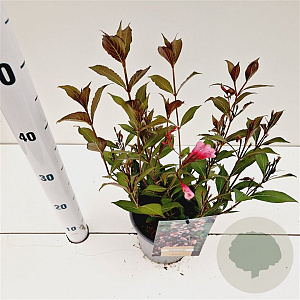 Weigela florida 'Nana Purpurea' 30-40 cm 2,5L