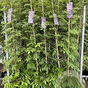 Wisteria frut. 'Amethyst Falls' 175-200 cm 5,0L