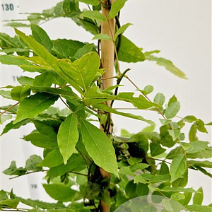 Wisteria sinensis 175-200 cm 5,0L