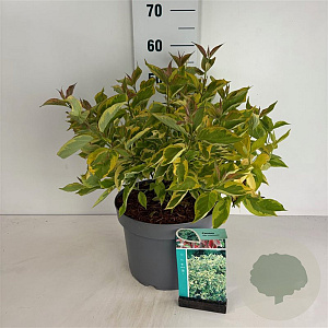 Cornus alba 'Gouchaultii' 60-80 cm 10L