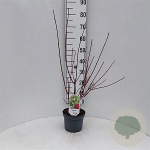 Cornus alba 'Sibirica' 40-60 cm 3,0L