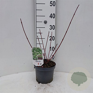 Cornus alba 'Sibirica Variegata' 30-40 cm 3,0L