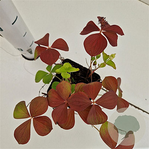 Cornus canadensis GM P9