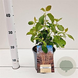 Cornus sang. 'Winter Beauty' 30-40 cm 2,5L