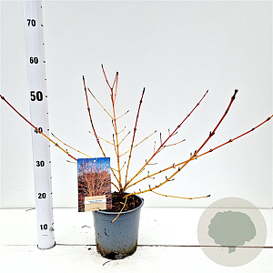 Cornus sang. 'Winter Beauty' 30-40 cm 2,5L