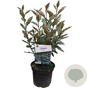 Elaeagnus ebbingei 30-40 cm 3,0L