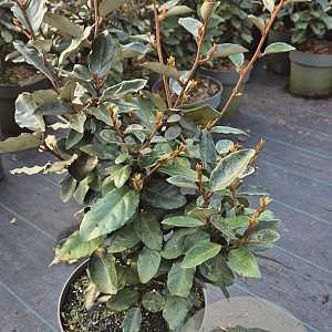 Elaeagnus ebbingei 50-60 cm 4,5L
