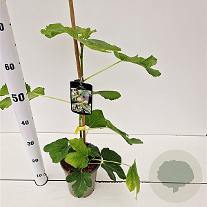 Ficus car. 'Panachée' 20-30 cm 3,0L