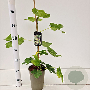 Ficus car. 'Panachée' 20-30 cm 3,0L