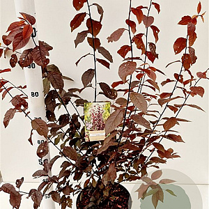 Prunus cer. 'Nigra' 150-175 cm 7,5L