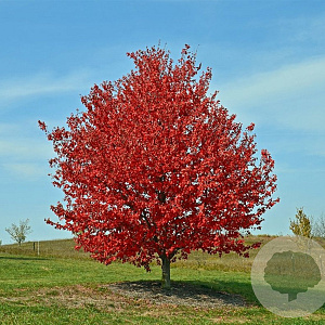 Acer rubrum 'Franksred' 70-80 HO draadkluit 250 cm stam