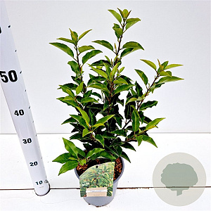 Prunus l. 'Angustifolia' 30-40 cm 2,5L