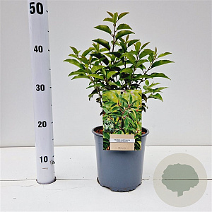 Prunus l. 'Angustifolia' 30-40 cm 2,5L