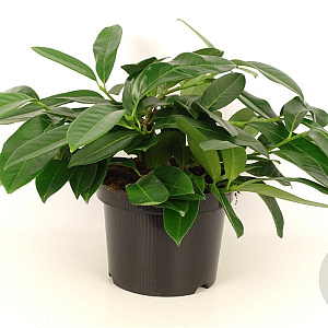 Prunus l. 'Mount Vernon' 20-30 cm 3,0L