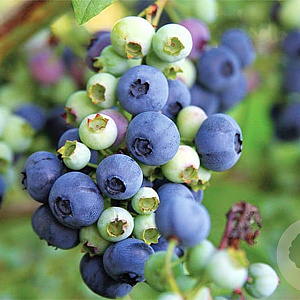 Vaccinium c. 'Hortblue Petite' 20-25 cm 2,0L