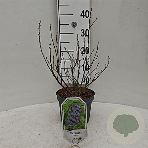 Vaccinium c. 'Polaris' 25-30 cm 3,5L