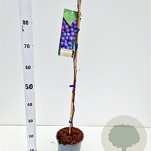 Vitis 'Boskoop Glory' 70-80 cm 2,5L