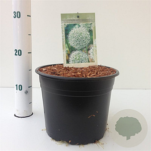 Allium White Giant gm 4,0L