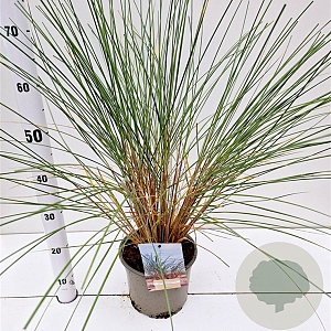 Ammophila arenaria 50-60 cm 4,0L