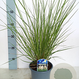 Cortaderia s. 'Pumila' 30-40 cm 2,0L
