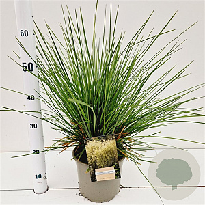 Deschampsia cesp. 'Goldschleier' 60-80 cm 4,0L