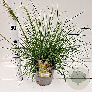Deschampsia cesp. 'Palava' 40-60 cm 4,0L