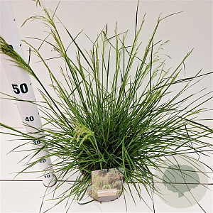 Deschampsia cesp. 'Palava' 40-60 cm 4,0L