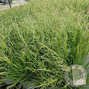 Deschampsia cesp. 'Palava' 40-60 cm 4,0L
