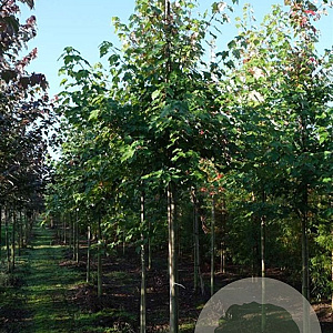 Acer rubrum 'October Glory' 14-16 HO draadkluit